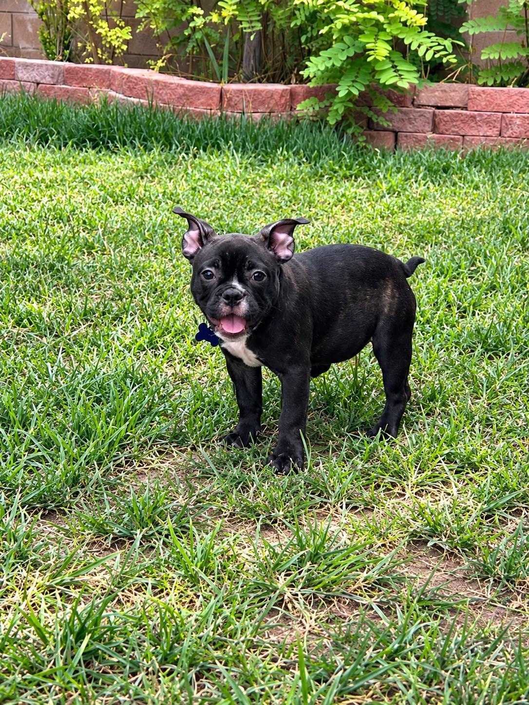 Enlarge Luna, a Adoptable mixed breed in Las Vegas, NV image 2/3