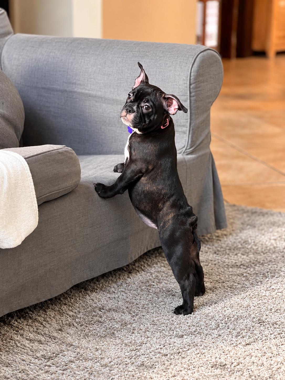 Enlarge Luna, a Adoptable mixed breed in Las Vegas, NV image 1/3