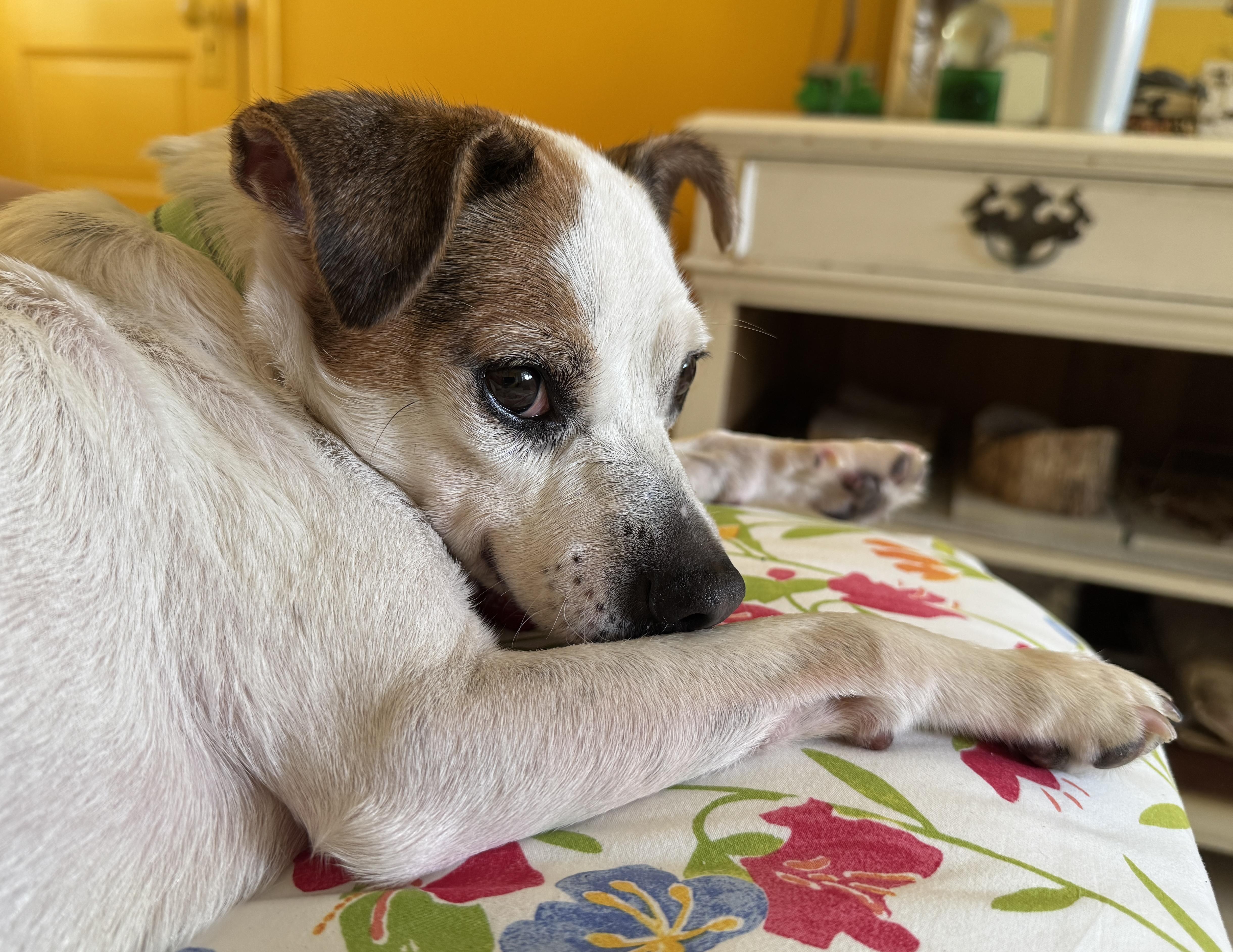 Abby, a Adoptable Chihuahua in Brooklyn, NY image 5/6
