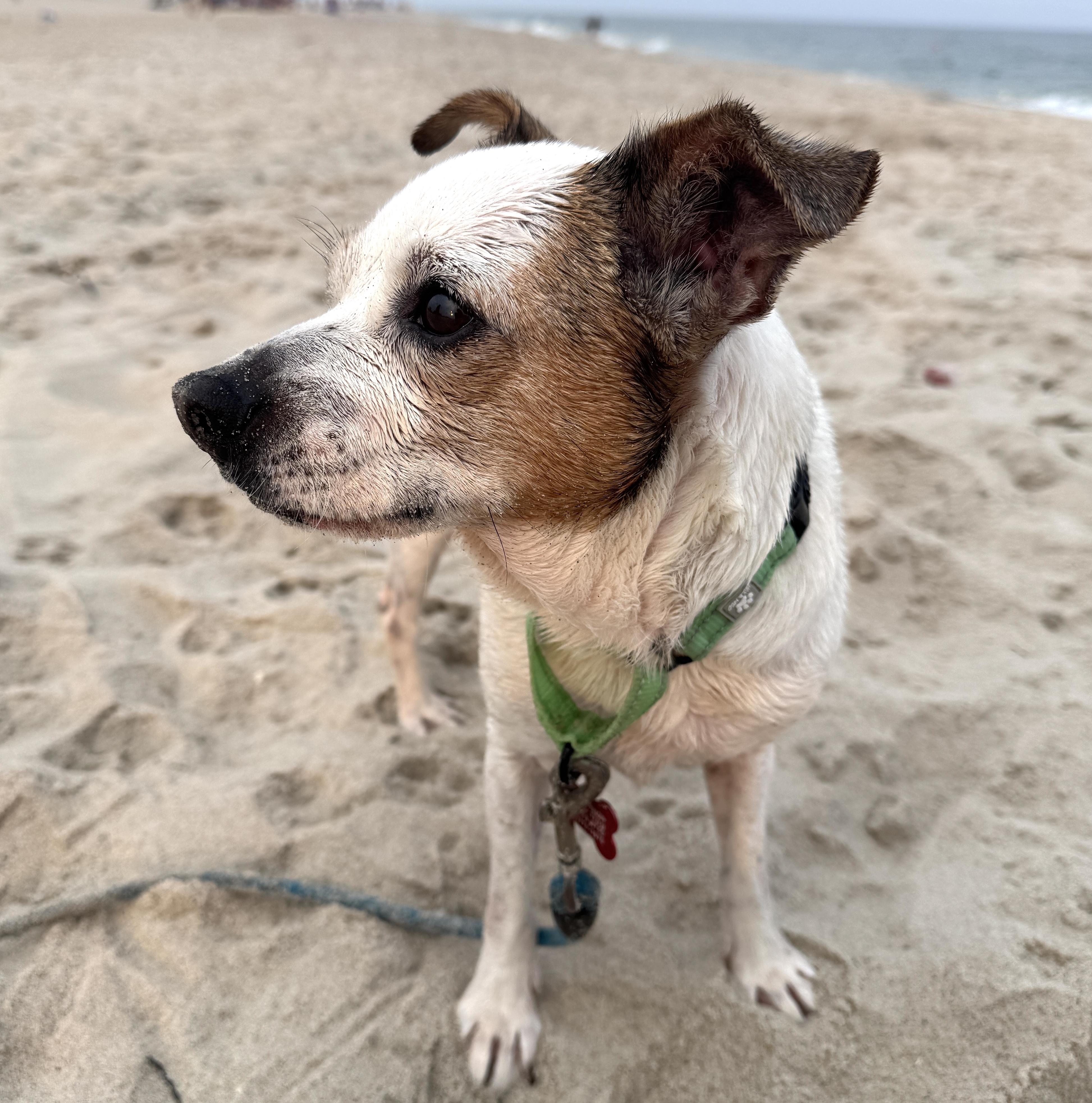 Abby, a Adoptable Chihuahua in Brooklyn, NY image 2/6