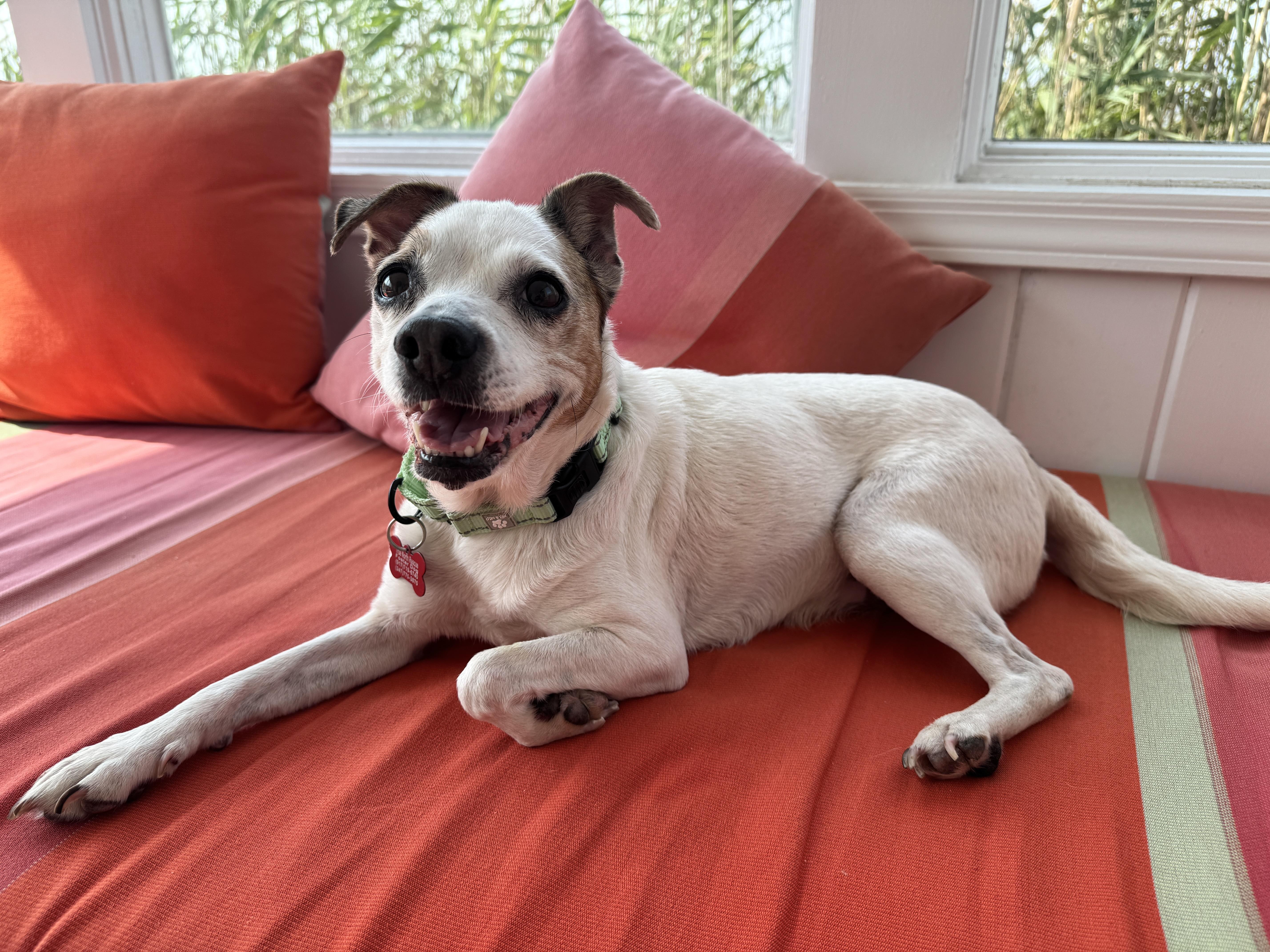 Abby, a Adoptable Chihuahua in Brooklyn, NY image 4/6