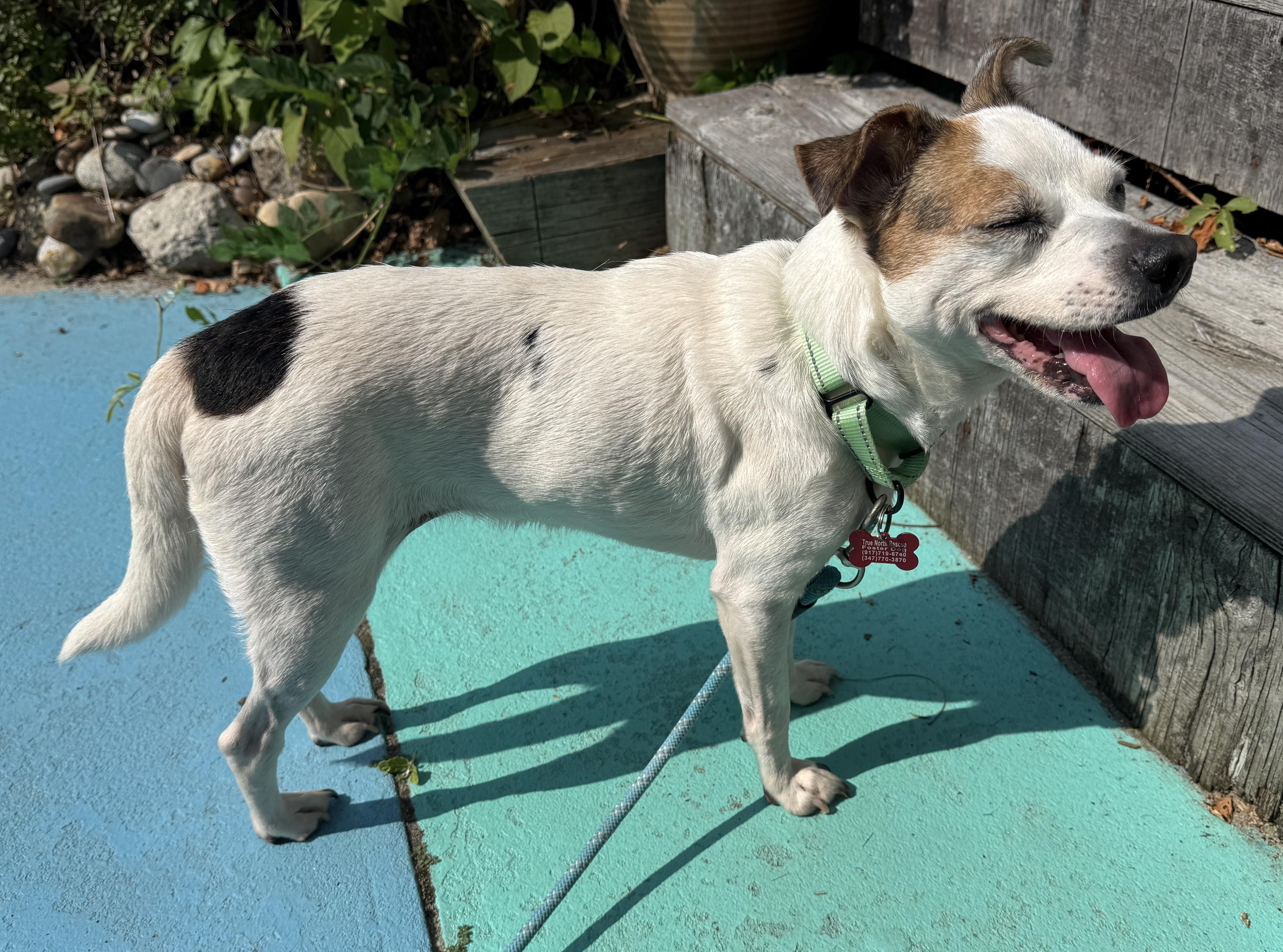 Abby, a Adoptable Chihuahua in Brooklyn, NY image 6/6
