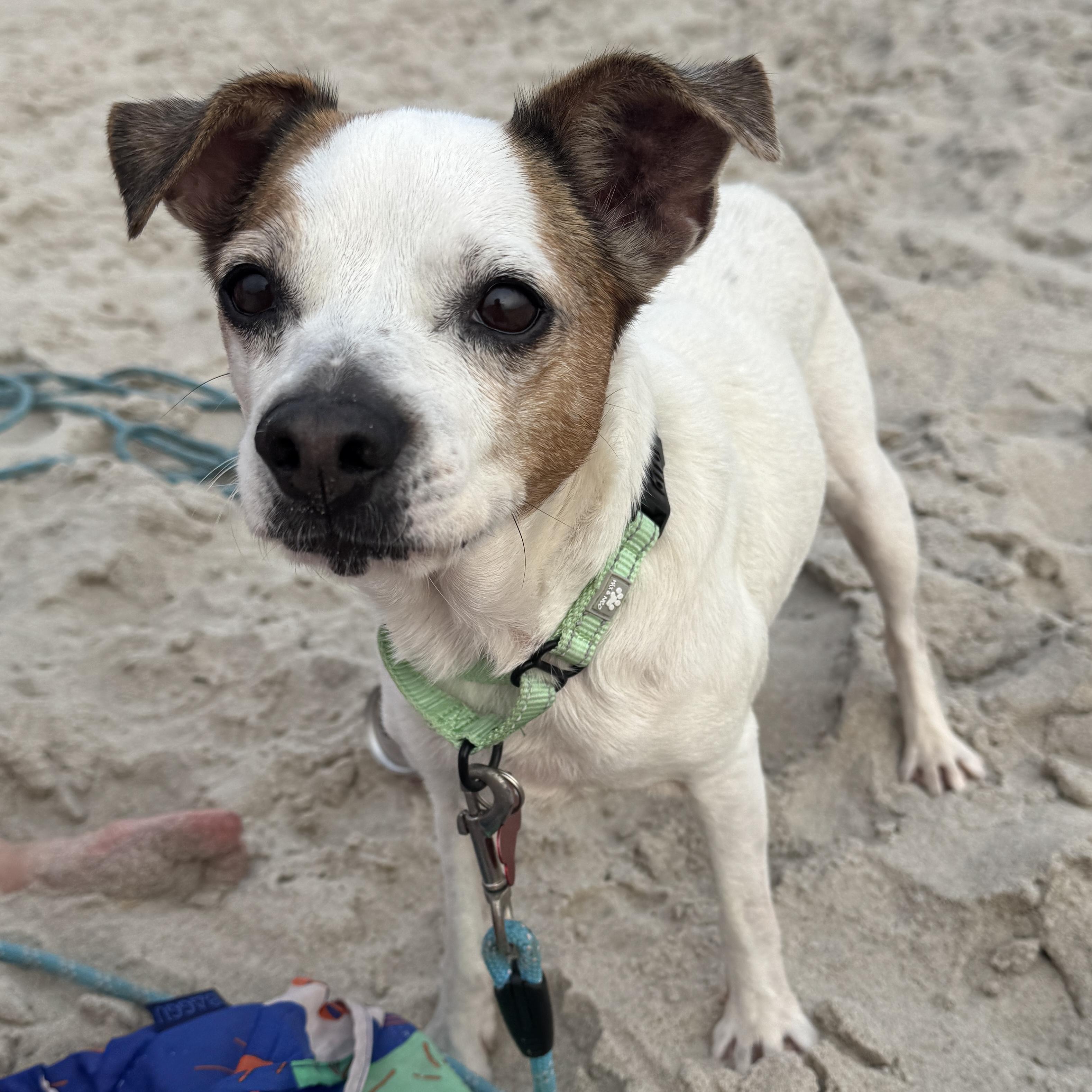 Abby, Adoptable, Adult Female Chihuahua.