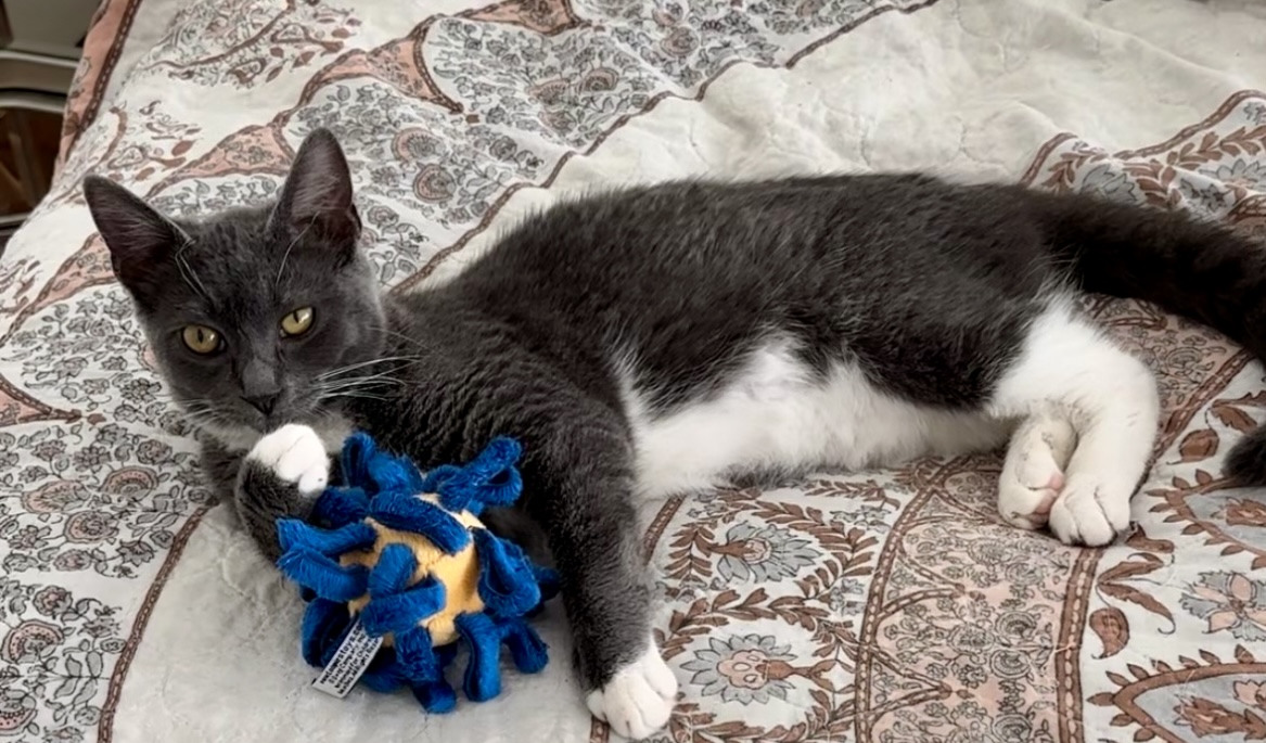 Wendy, Adoptable, Young Female Domestic Short Hair.