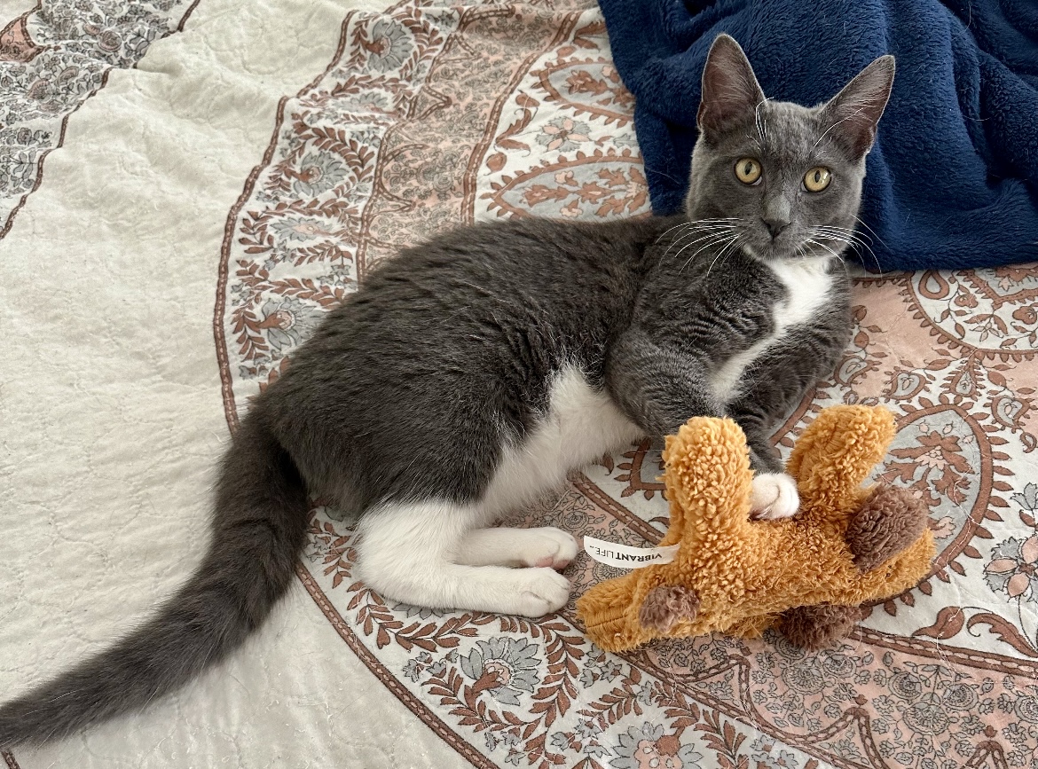 Wendy, a Adoptable Domestic Short Hair in Huntington Beach, CA image 2/5