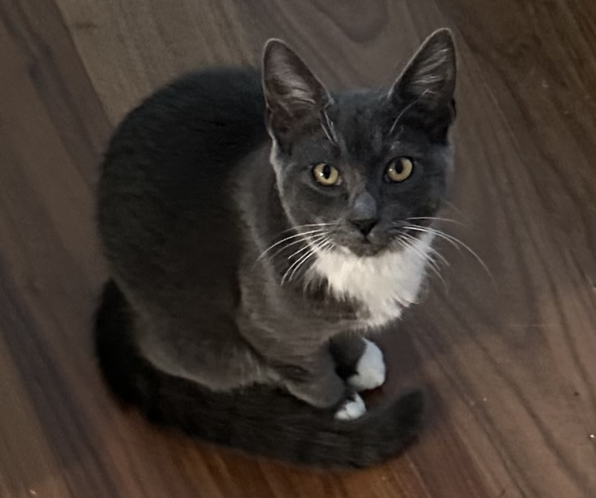 Wendy, a Adoptable Domestic Short Hair in Huntington Beach, CA image 3/5