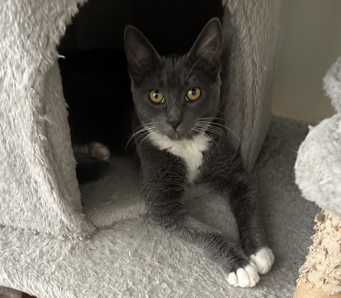 Wendy, a Adoptable Domestic Short Hair in Huntington Beach, CA image 4/5