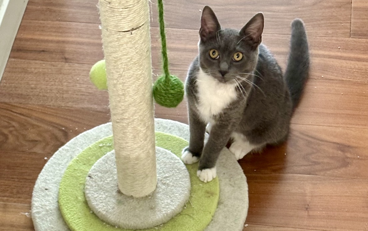 Wendy, a Adoptable Domestic Short Hair in Huntington Beach, CA image 5/5