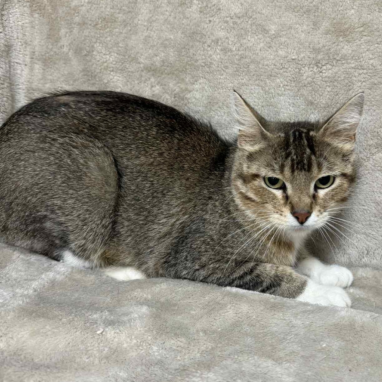 Norma