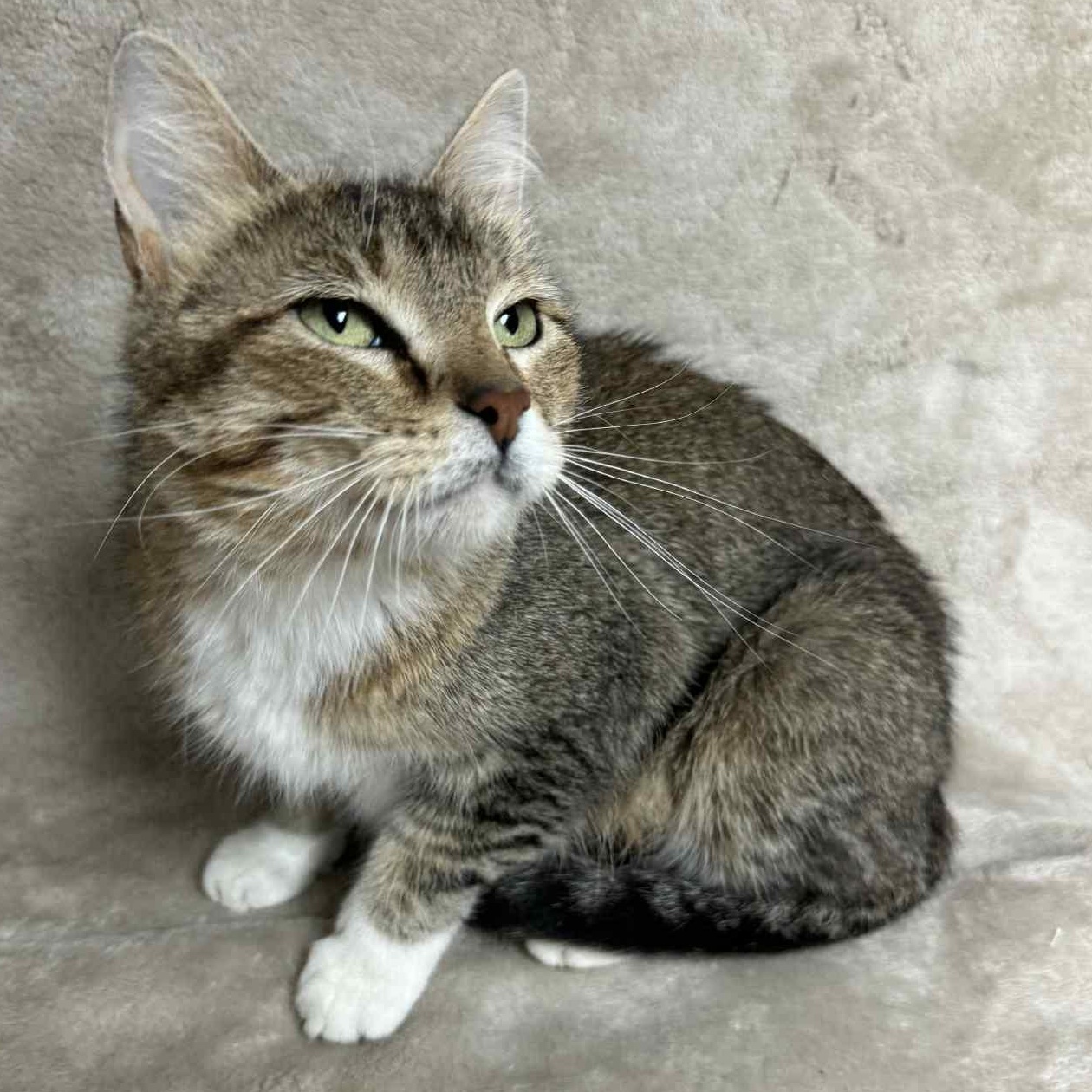 Norma