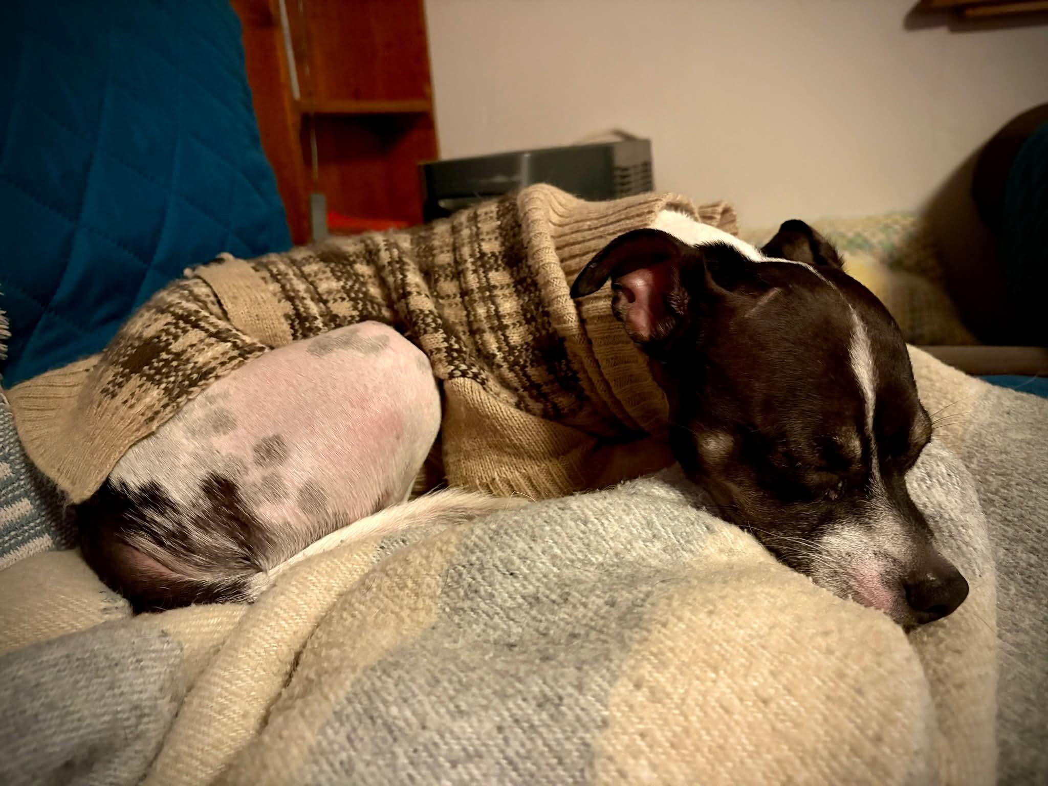 Enlarge 26Keystone, an adopted mixed breed in Shingle Springs, CA image 2/5