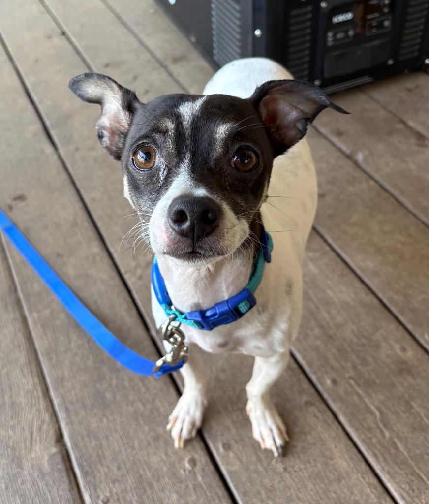 26Keystone, adopted, Adult Male Chihuahua.