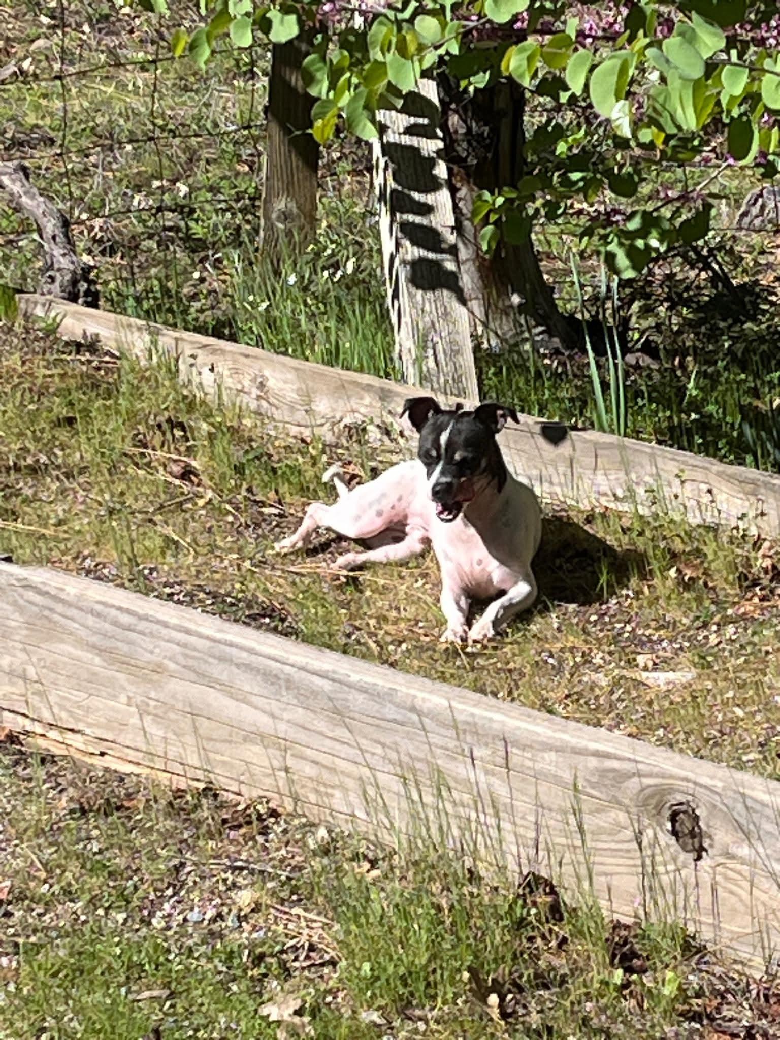 Enlarge 26Keystone, an adopted mixed breed in Shingle Springs, CA image 5/5