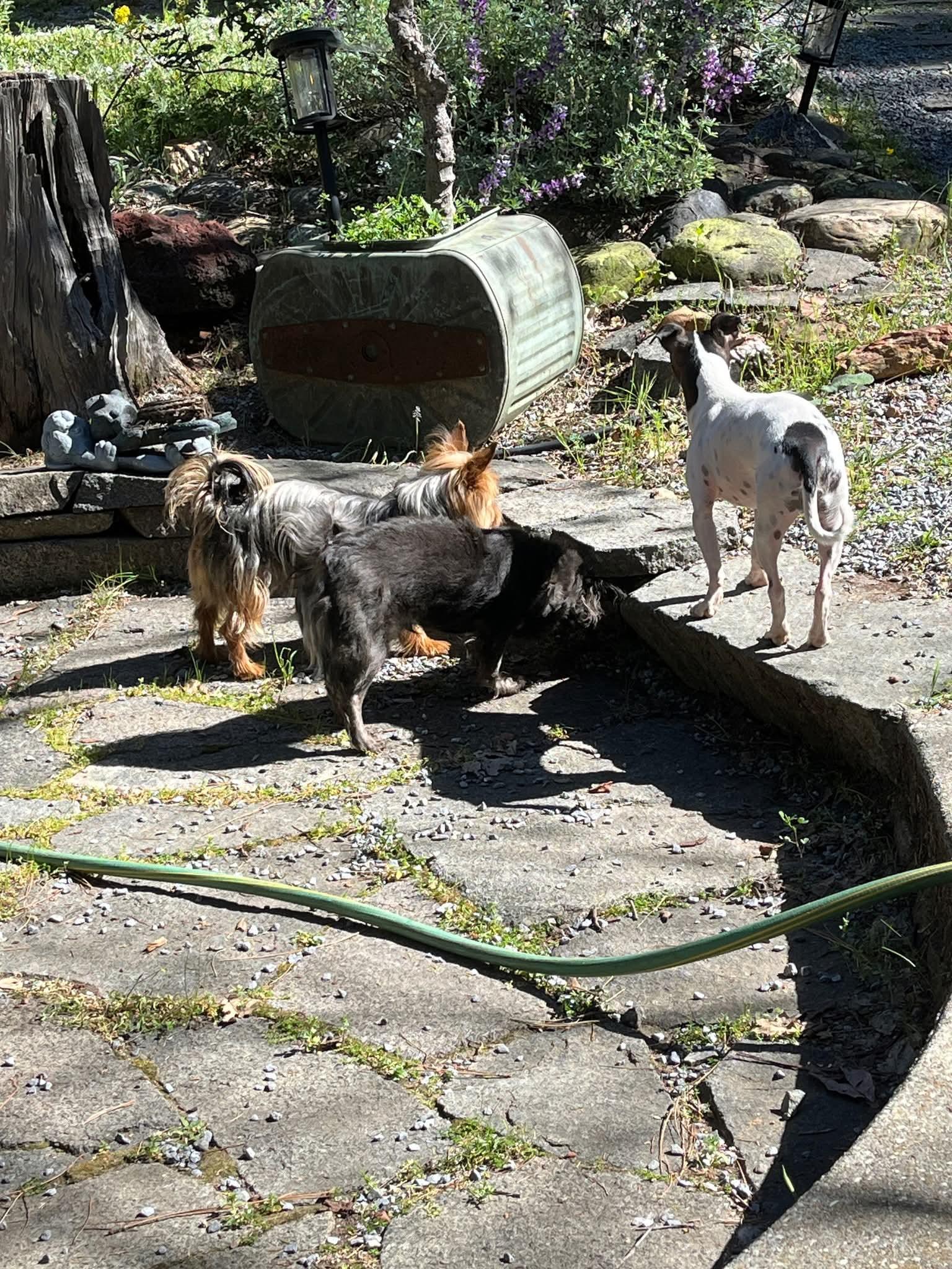 Enlarge 26Keystone, an adopted mixed breed in Shingle Springs, CA image 4/5