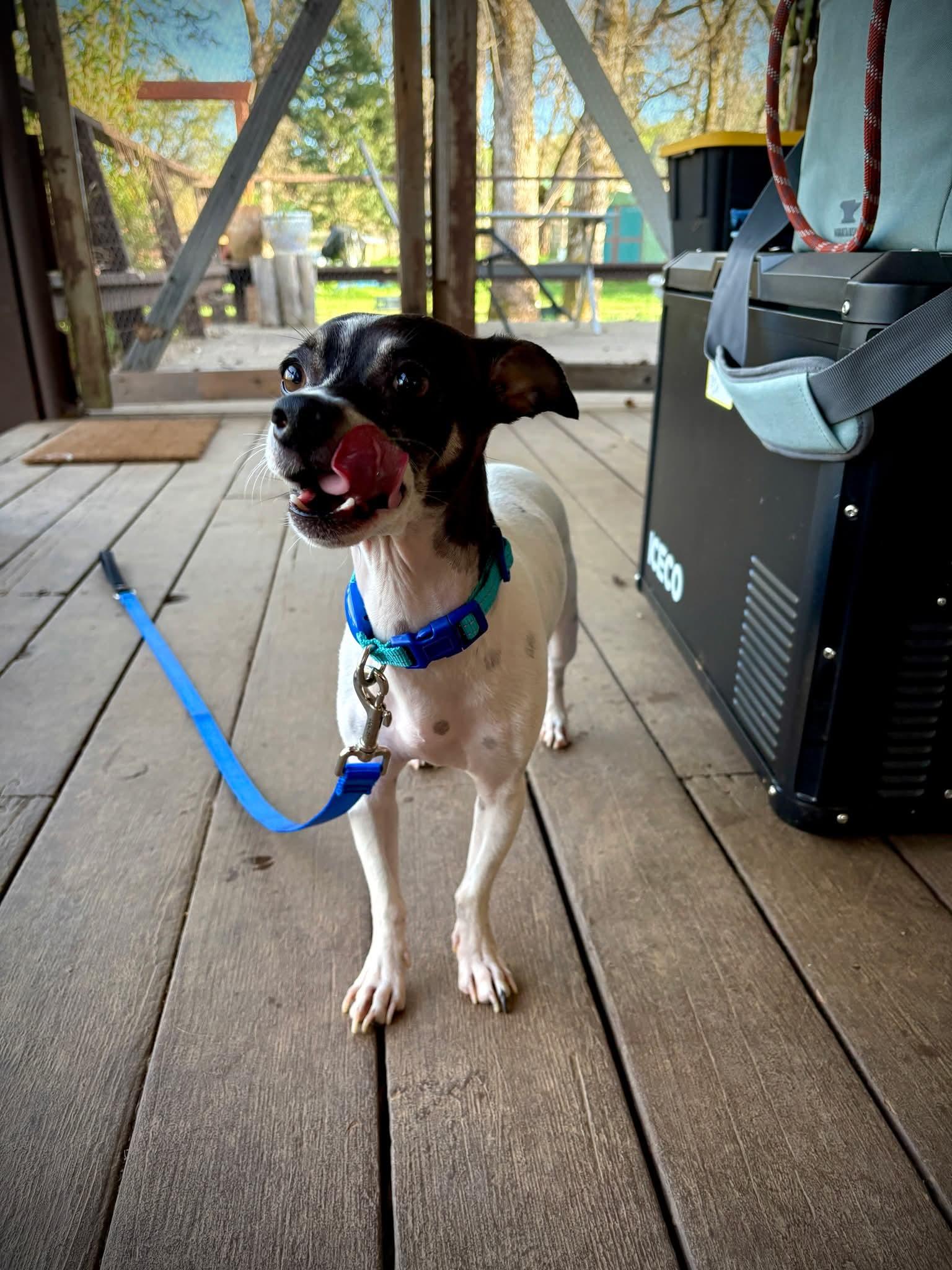 Enlarge 26Keystone, an adopted mixed breed in Shingle Springs, CA image 3/5