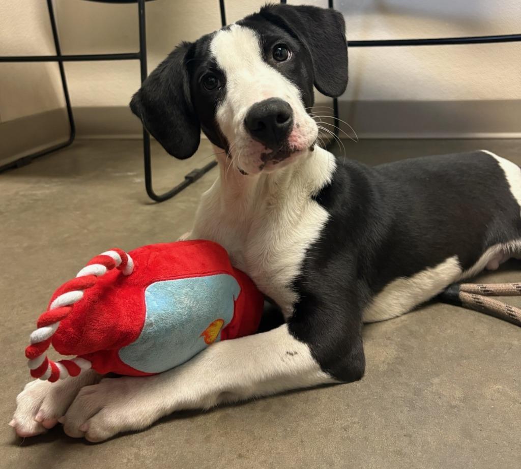 Cupid, Adoptable, Puppy Male Mixed Breed.