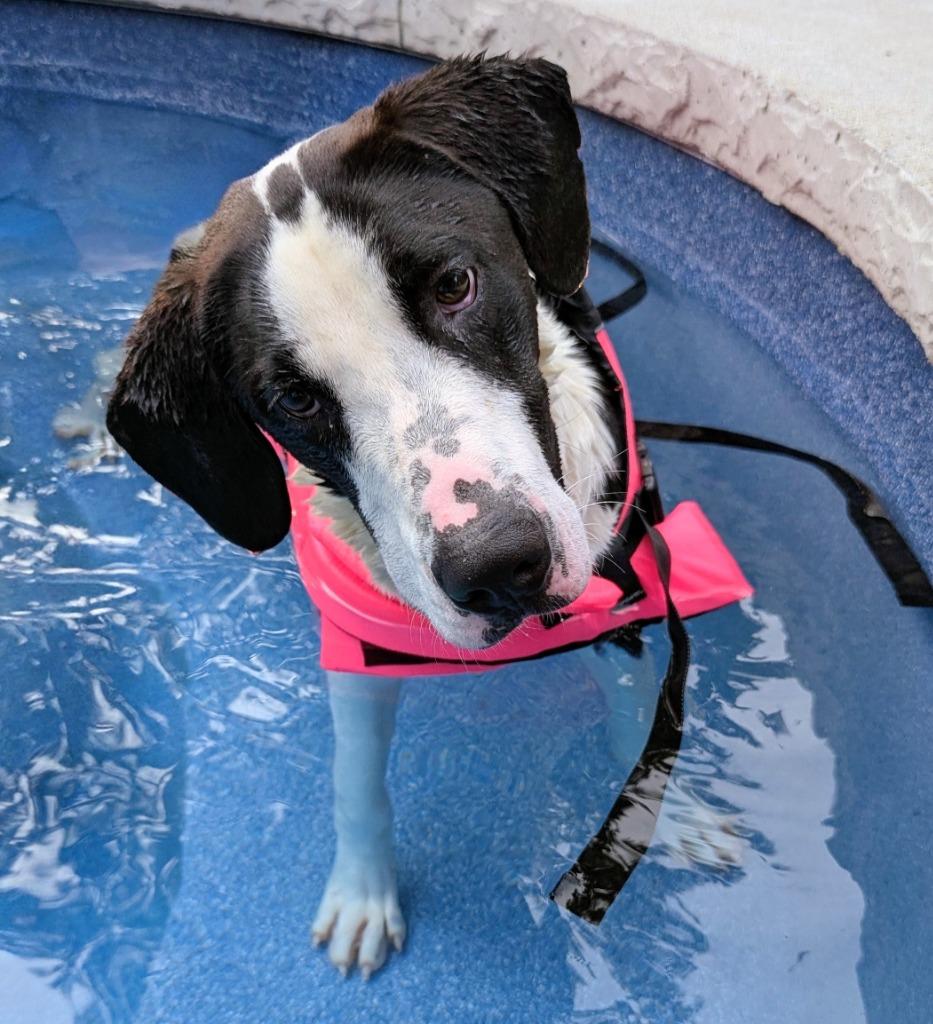 Cupid, a Adoptable mixed breed in Murphysboro, IL image 2/5