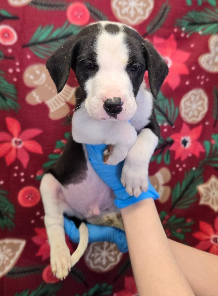 Enlarge Cupid, a Adoptable mixed breed in Murphysboro, IL image 3/4