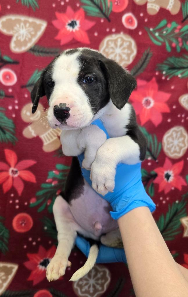 Enlarge Cupid, a Adoptable mixed breed in Murphysboro, IL image 2/2