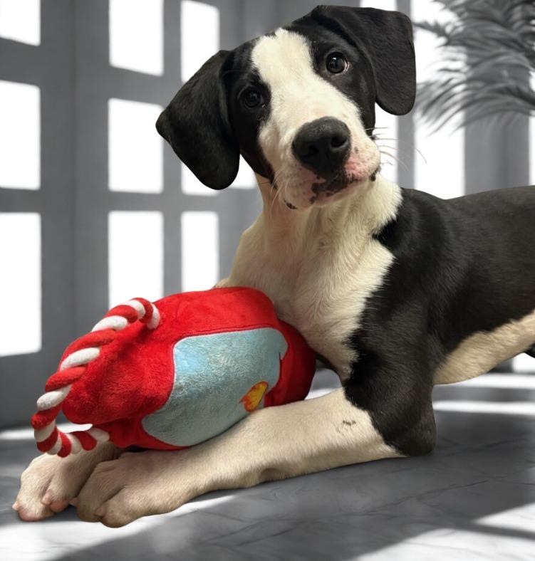 Enlarge Cupid, a Adoptable mixed breed in Murphysboro, IL image 4/4