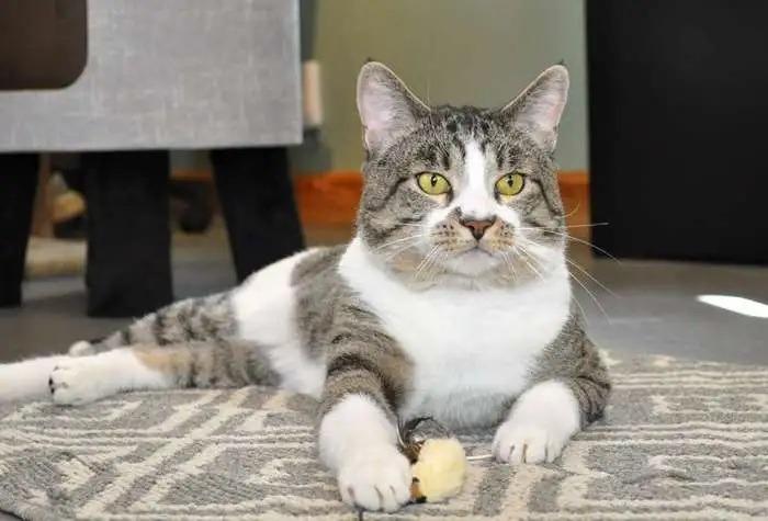 Vanderlind ICC-432-25, a Adoptable mixed breed in Coupeville, WA image 2/6