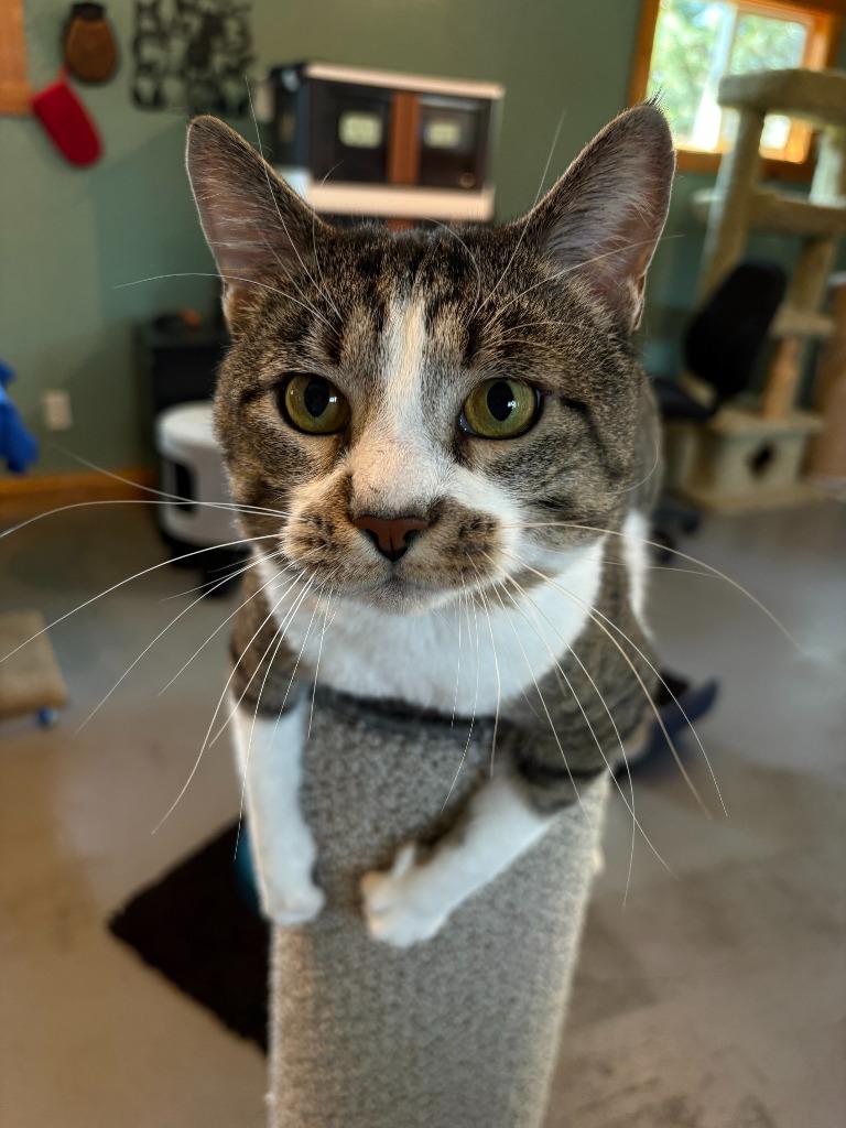 Vanderlind ICC-432-25, a Adoptable mixed breed in Coupeville, WA image 3/6