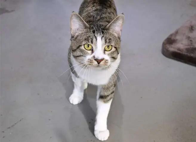 Vanderlind ICC-432-25, a Adoptable mixed breed in Coupeville, WA image 4/6