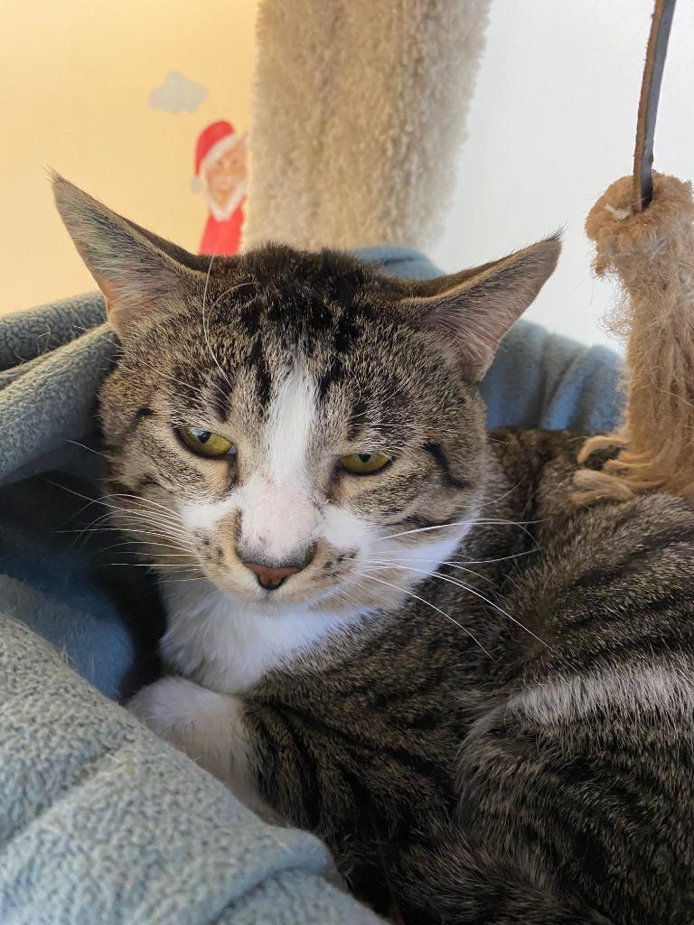 Vanderlind ICC-432-25, a Adoptable mixed breed in Coupeville, WA image 5/6