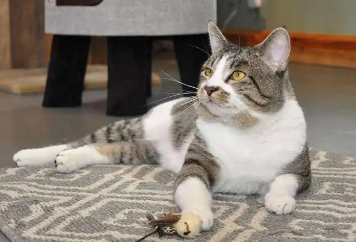 Vanderlind ICC-432-25, a Adoptable mixed breed in Coupeville, WA image 6/6