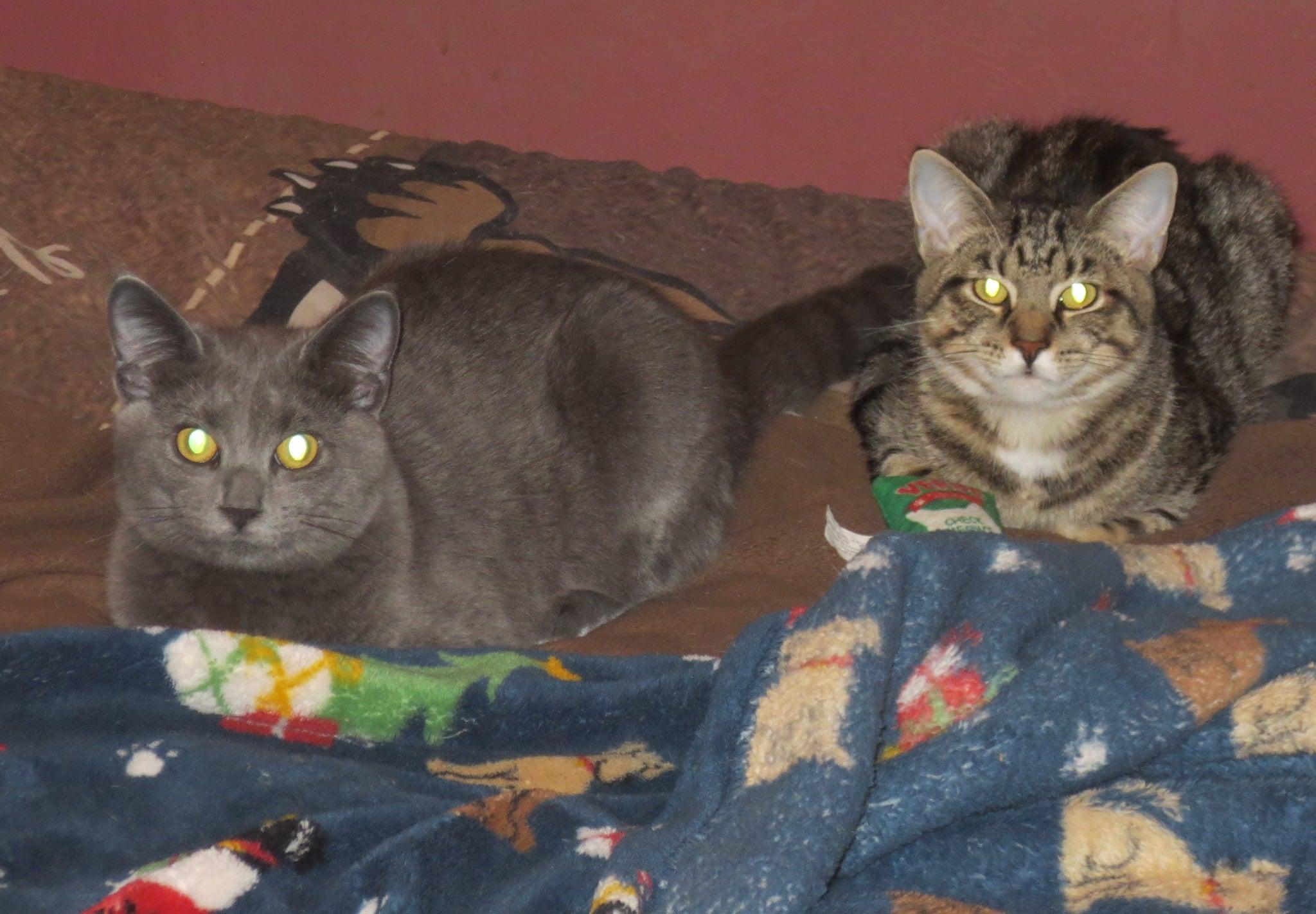 Enlarge Bluebell, a Adoptable Domestic Short Hair in Harrisburg, PA image 3/6