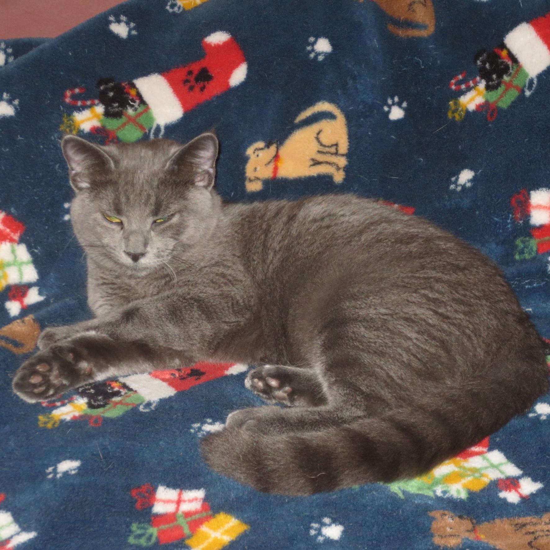 Enlarge Bluebell, a Adoptable Domestic Short Hair in Harrisburg, PA image 4/6