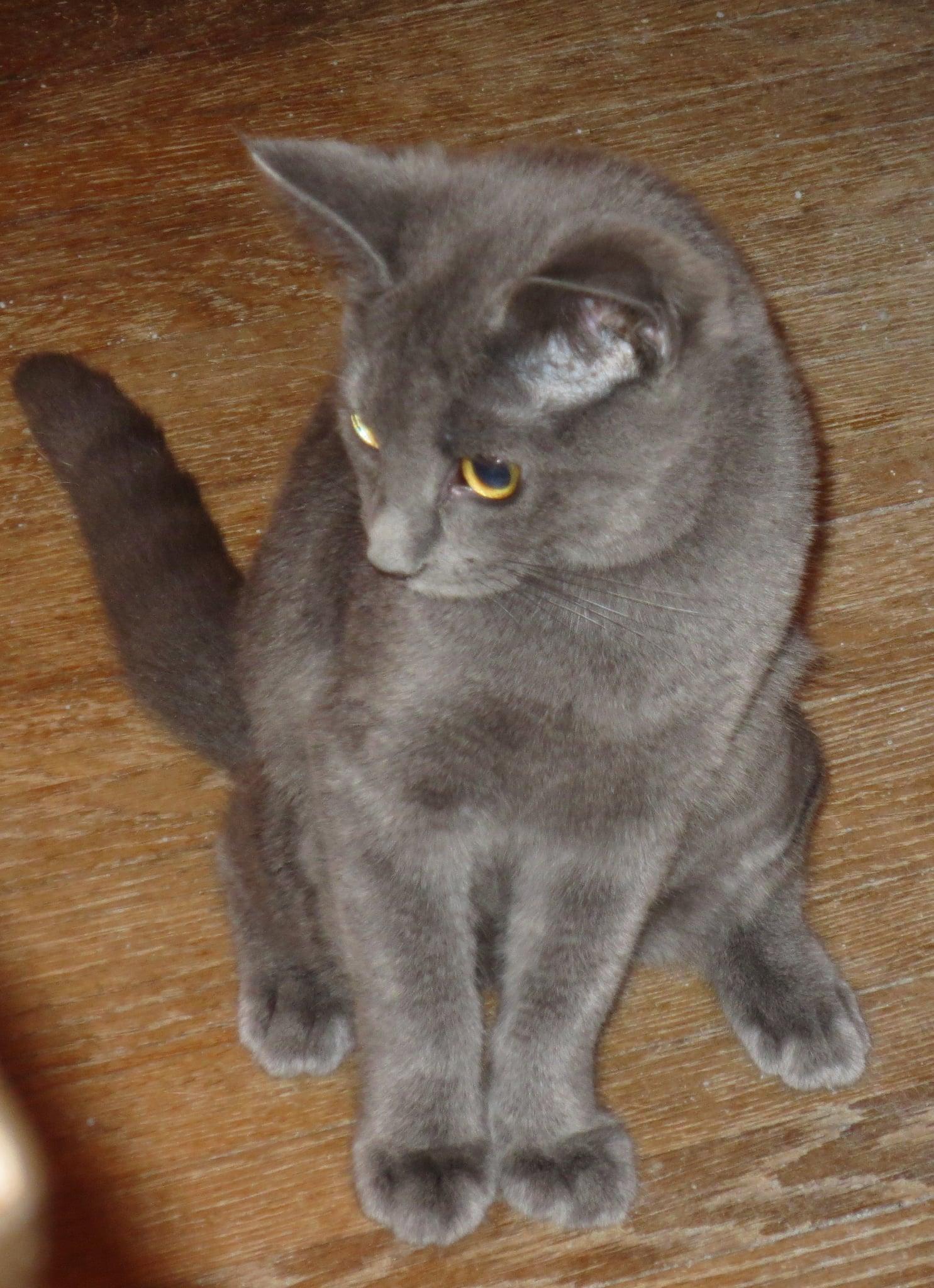 Enlarge Bluebell, a Adoptable Domestic Short Hair in Harrisburg, PA image 2/6