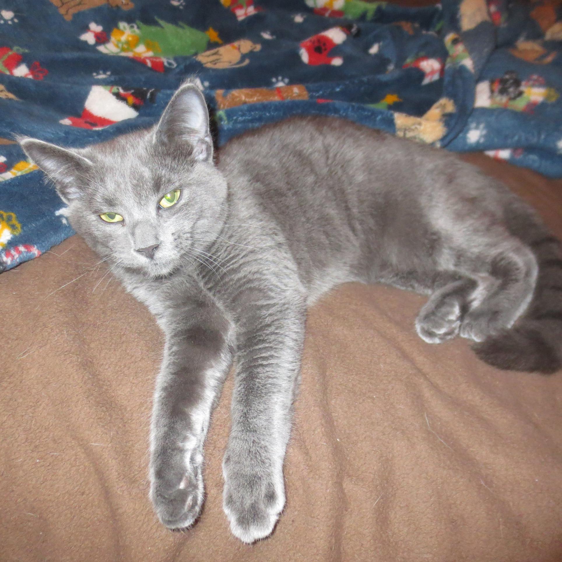 Enlarge Bluebell, a Adoptable Domestic Short Hair in Harrisburg, PA image 1/6