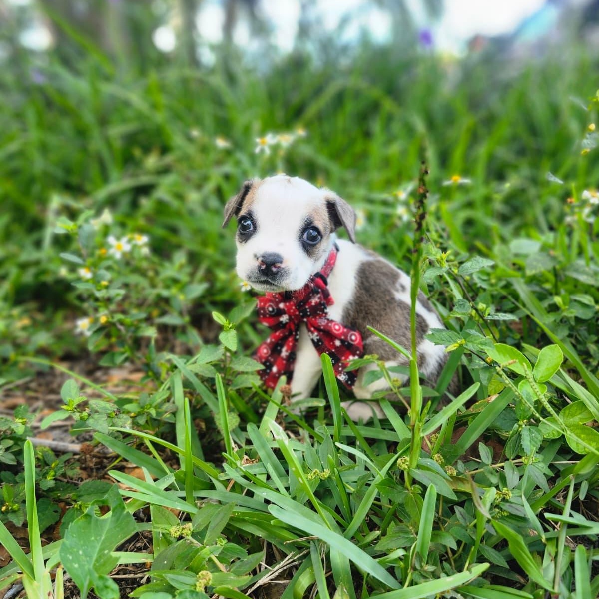 Buckaroo, an adopted Mixed Breed in Melbourne , FL image 1/5