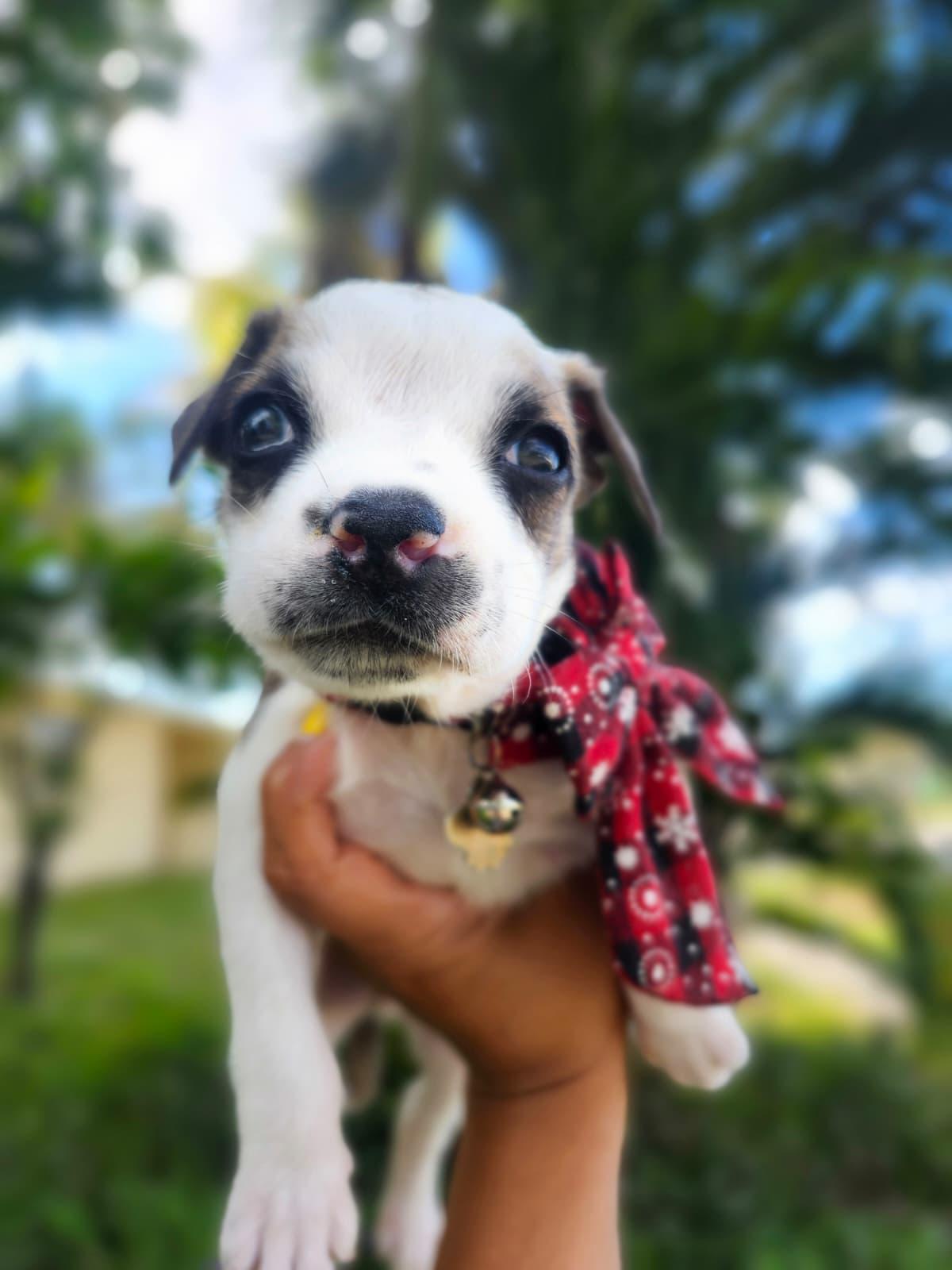 Buckaroo, an adopted Mixed Breed in Melbourne , FL image 3/5