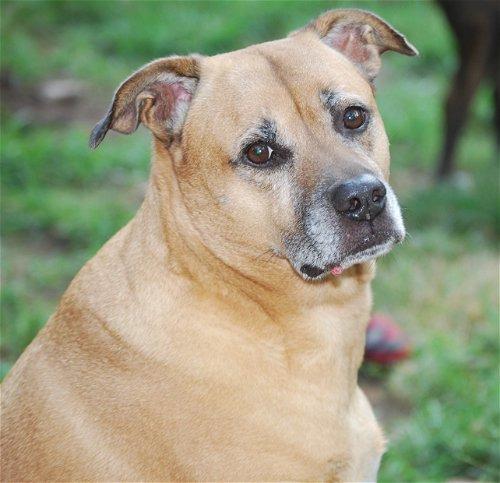 Enlarge Frankie, a Adoptable mixed breed in Spring, TX image 1/6