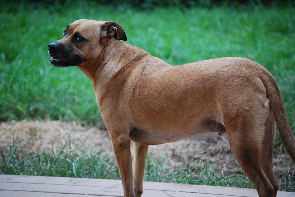 Enlarge Frankie, a Adoptable mixed breed in Spring, TX image 3/6