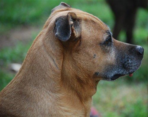 Enlarge Frankie, a Adoptable mixed breed in Spring, TX image 4/6