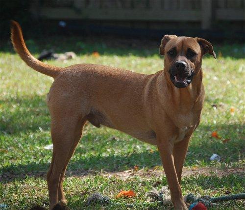 Enlarge Frankie, a Adoptable mixed breed in Spring, TX image 6/6