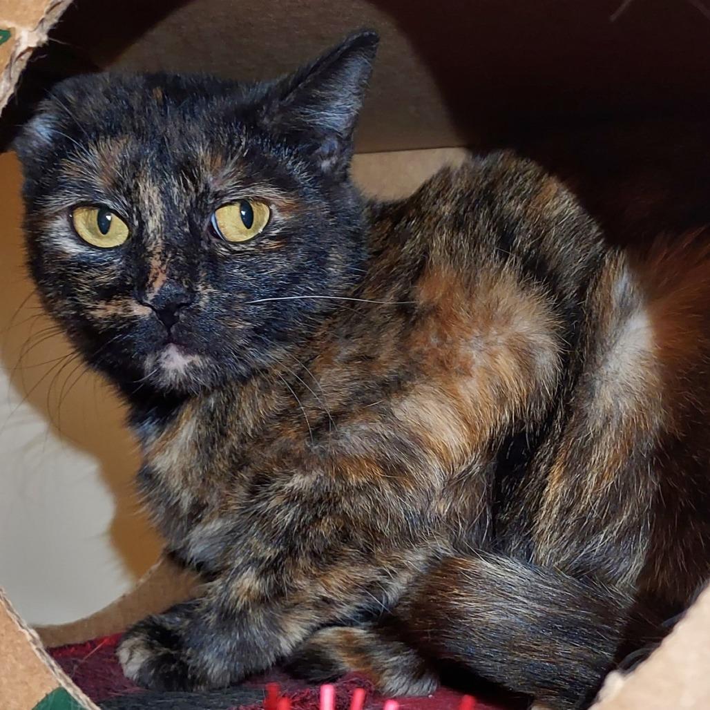 Bay, Adoptable, Adult Female Domestic Short Hair.