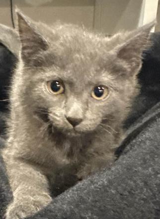 Kaitlyn, Adoptable, Kitten Female Domestic Short Hair.