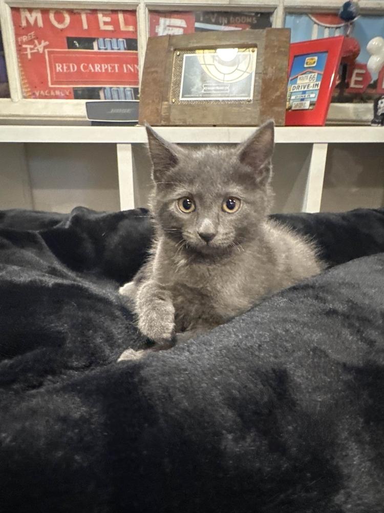 Enlarge Kaitlyn, a Adoptable mixed breed in Grand Rapids, MI image 2/5