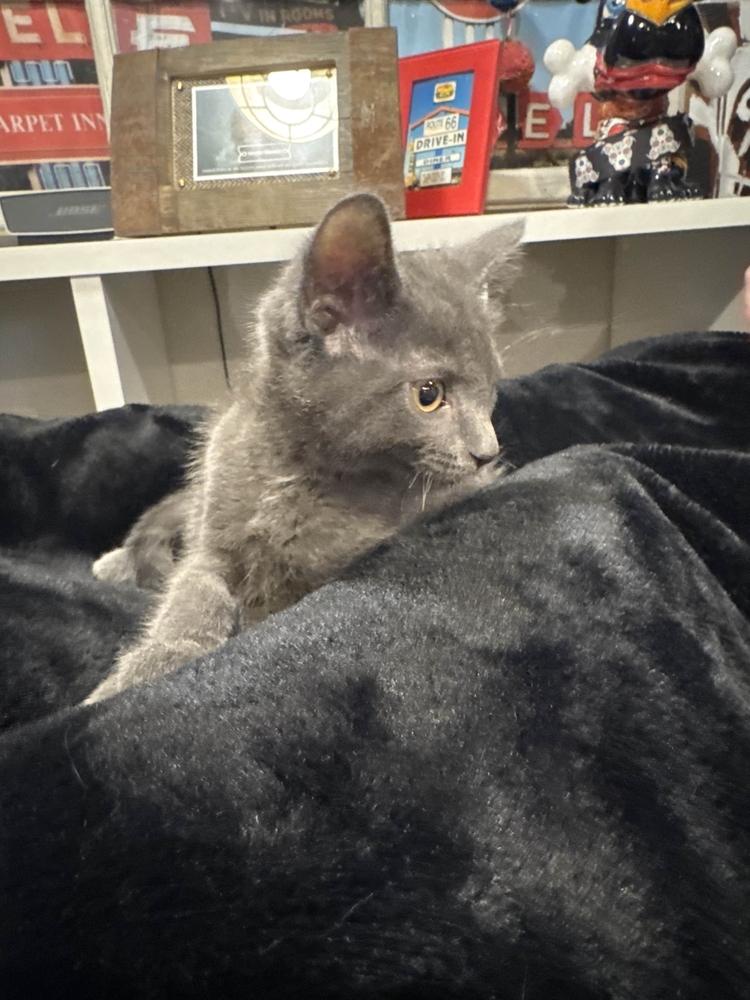 Enlarge Kaitlyn, a Adoptable mixed breed in Grand Rapids, MI image 3/5