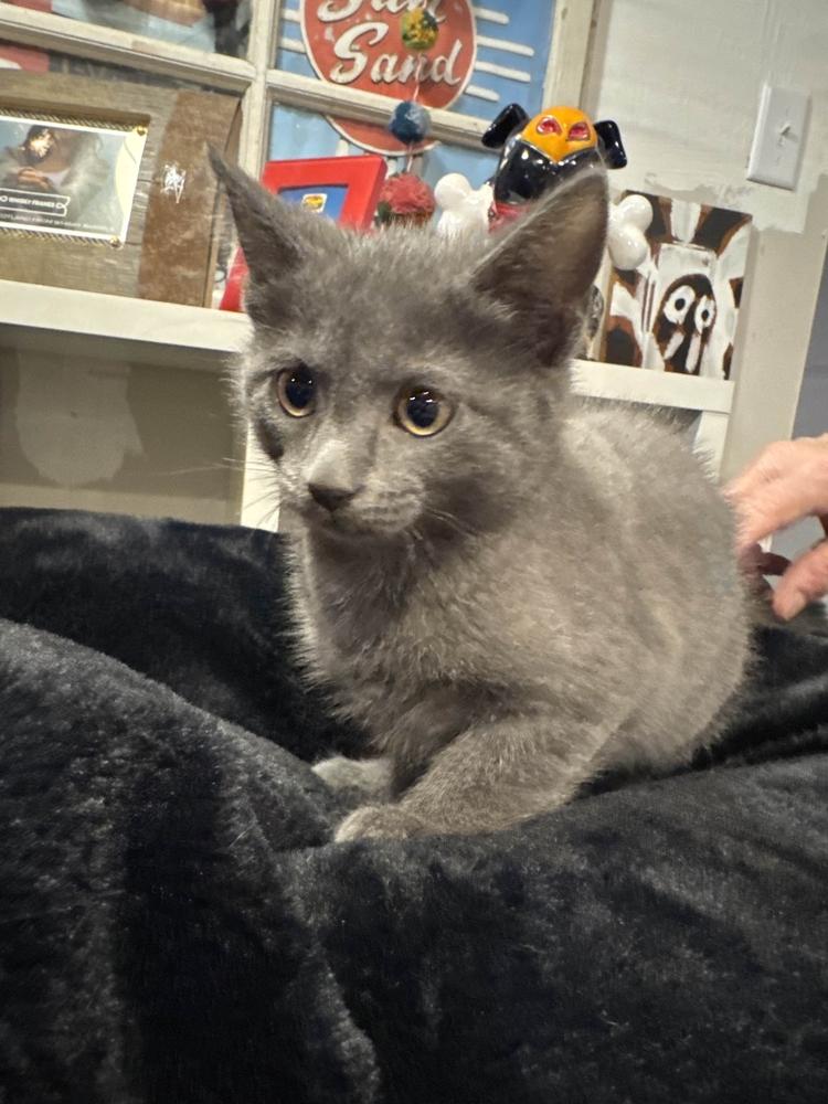 Enlarge Kaitlyn, a Adoptable mixed breed in Grand Rapids, MI image 4/5