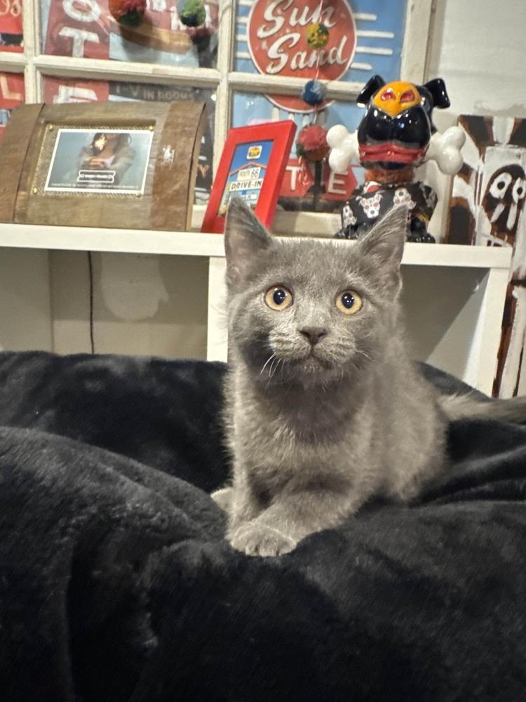 Enlarge Kaitlyn, a Adoptable mixed breed in Grand Rapids, MI image 5/5