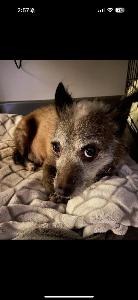 Enlarge possum, a Adoptable mixed breed in ventura, CA image 2/2