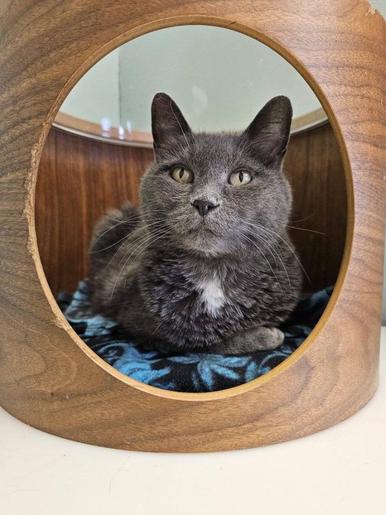 Suni, Adoptable, Adult Female Domestic Short Hair.
