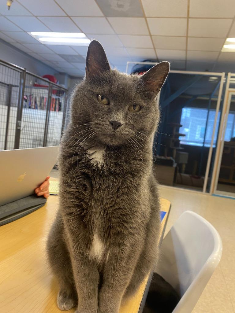 Suni, a Adoptable mixed breed in Heber City, UT image 3/4