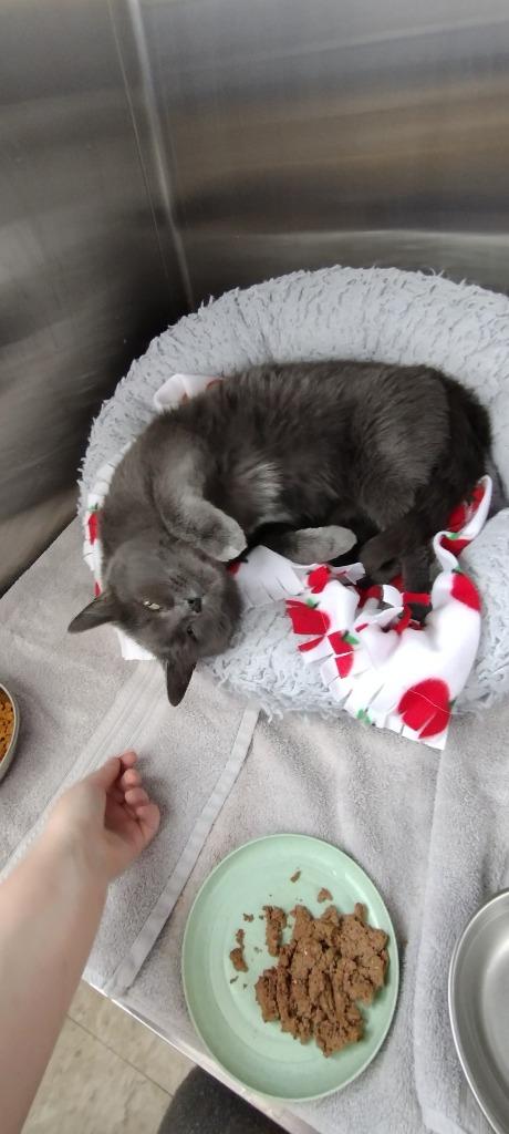 Suni, Adoptable, Adult Female Domestic Short Hair.