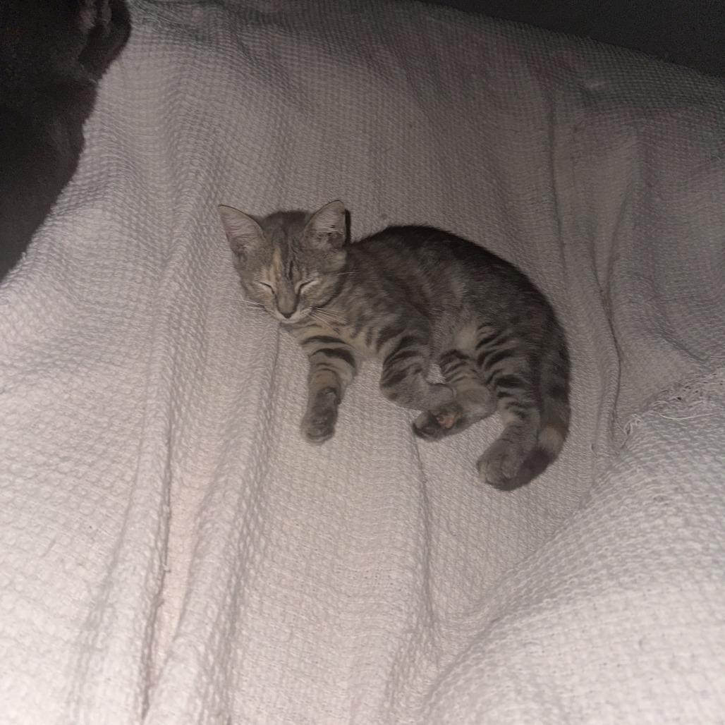 Enlarge Julia, a Adoptable Domestic Short Hair in Brooklyn, NY image 1/6